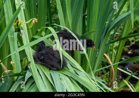 Zwei Rutschküken klettern auf ein paar langen Schilf. Stockfoto