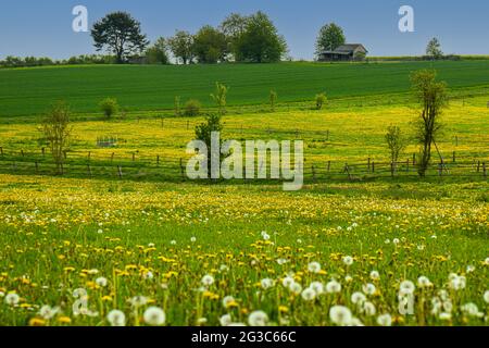 Blühende Weide mit Dandelionen auf einem Hügel in der Taunusregion nahe der Stadt Usingen, Hessen, Deutschland Stockfoto