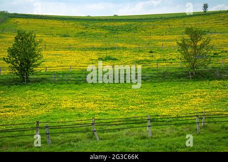 Blühende Weide mit Dandelionen auf einem Hügel in der Taunusregion nahe der Stadt Usingen, Hessen, Deutschland Stockfoto