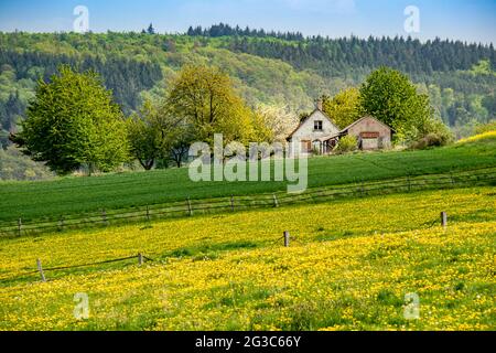 Blühende Weide mit Dandelionen auf einem Hügel in der Taunusregion nahe der Stadt Usingen, Hessen, Deutschland Stockfoto