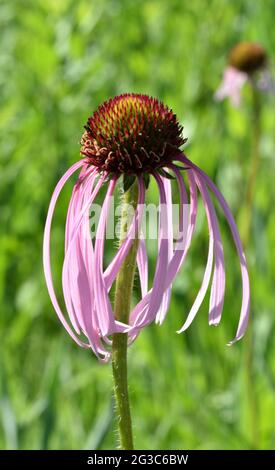 Schmale Blütenprairie blassvioletter Blütenkrone (Echinacea) mit hängenden Blütenblättern Stockfoto