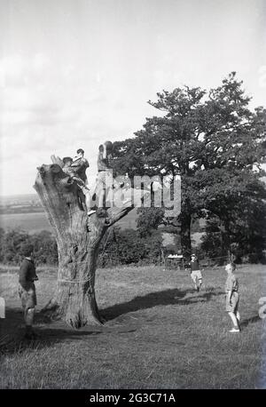 1951, historisch, in einem Pfadfinderlager auf einem Feld auf einem Hügel, drei Pfadfinder auf der Oberseite des Stammes einer alten Eiche, nachdem sie ein Seil verwendet hatten, das um den Sockel und an einem der Zweige befestigt war, um darauf zu klettern, England, Großbritannien. Stockfoto