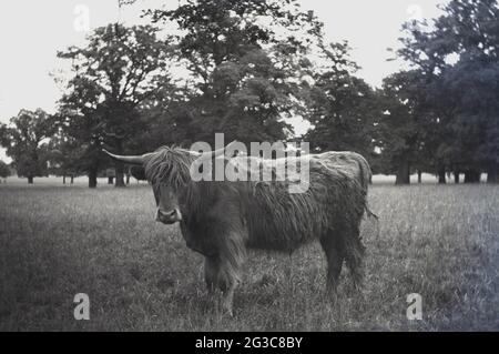 1960s, historisch, eine Hochlandkuh, die in einem Waldgebiet, Schottland, Großbritannien, steht. Stockfoto