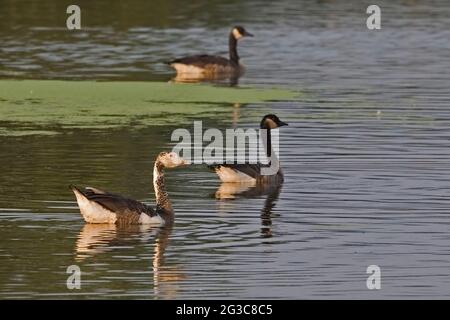 Eine Schneegans, Chen caerulescens und Canada Goose, Branta canadensis, Hybrid Stockfoto