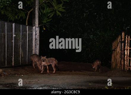 Der Golden Jackal ist die einzige Schakalart auf dem indischen Subkontinent, sie sind klein als die Wölfe und Wildhunde ihrer nahen Verwandten. Eine Gruppe der wilden Goldschakale (Canis aureus) ist nachts aus den überschwemmten Höhlen herausgekommen, weil es regnete und Termiteninsekten unter dem Lampenpfosten am Straßenrand in Tehatta, Westbengalen, Indien, fressen. Stockfoto