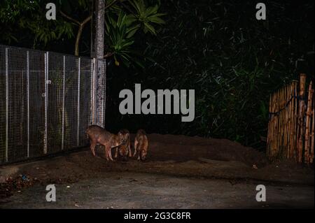 Der Golden Jackal ist die einzige Schakalart auf dem indischen Subkontinent, sie sind klein als die Wölfe und Wildhunde ihrer nahen Verwandten. Eine Gruppe der wilden Goldschakale (Canis aureus) ist nachts aus den überschwemmten Höhlen herausgekommen, weil es regnete und Termiteninsekten unter dem Lampenpfosten am Straßenrand in Tehatta, Westbengalen, Indien, fressen. Stockfoto