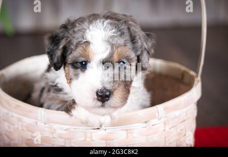 F2 Mini Bernedoodle Welpe im weißen Korb mit Blick auf die Kamera im Alter von 5 Wochen. Korb sitzt auf einer roten Handtuchmatte. Stockfoto