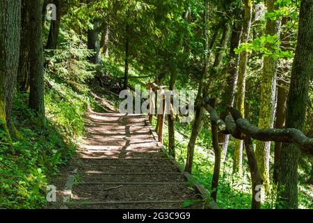 Natürliche Holztreppen, ergänzt durch Schotter unter den Bäumen Stockfoto