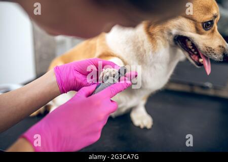 Pets Groomer arbeiten in asalon und suchen beteiligt Stockfoto