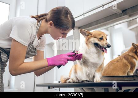 Pets Groomer arbeiten in asalon und suchen beteiligt Stockfoto