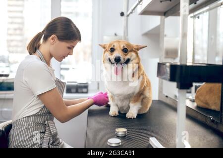 Weibliche Haustiere Groomerin, die mit einem Hund in einem Friseursalon arbeitet Stockfoto