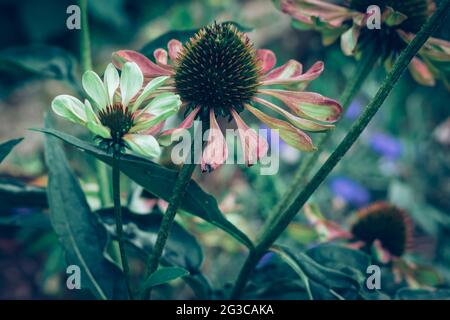 echinacea grün Twister Blume blüht Stockfoto