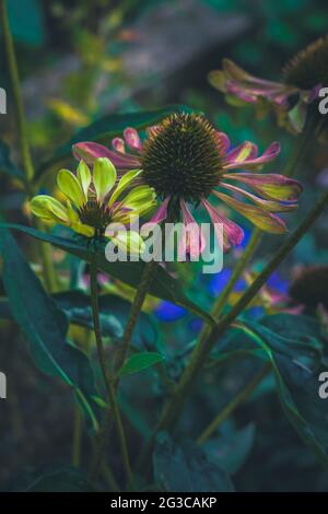 echinacea grün Twister Blume blüht Stockfoto