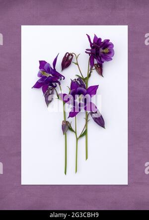 Weiße Karte mit hellen Frühlingsblumen auf einem violetten Hintergrund. Postkarte oder Bild. Minimalistischer Stil. Stockfoto