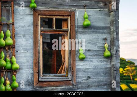 Teeplantagen in der Nähe von Rize in der Türkei Editorial Stockfoto