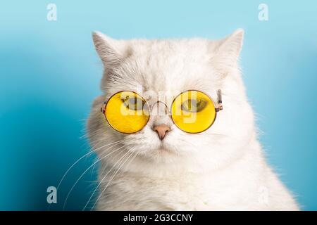 Lustige Katze in Sonnenbrille. Katze mit Brille auf hellblauem, sauberen, sonnigen Hintergrund. Lustige Haustiere, Party, Urlaub, Reisen, Sommerkonzept. Hochwertige Fotos Stockfoto