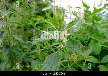 Leonurus cardiaca-Anlage. Mutterkraut mit rosa Blüten, Stockfoto