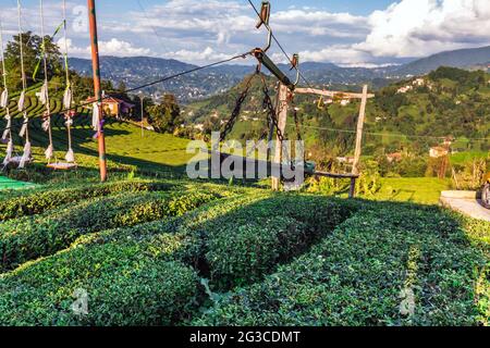 Teeplantagen in der Nähe von Rize in der Türkei Stockfoto