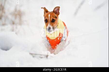Jack Russell Terrier geht in tiefem schneebedeckten Feld in Richtung Kamera, trägt warme Winterkleidung Stockfoto