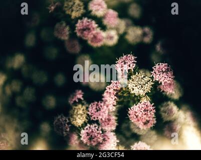 Digitalisierte Blumen betonen Stimmung über Realismus. Stockfoto