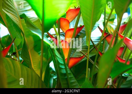 Heliconia stricta natural Zwerg Jamaican Stockfoto