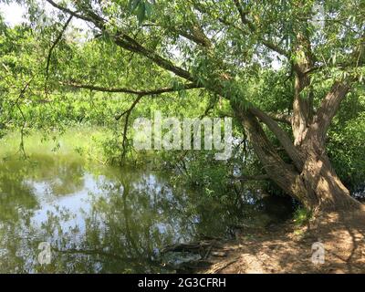 Blick auf die Landschaft und den Lebensraum am Fluss beim Spaziergang am Fluss Great Ouse im Ouse Valley Park, Stony Stratford. Stockfoto