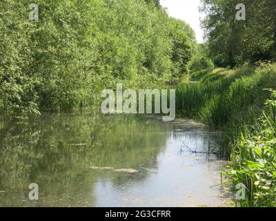 Blick auf die Landschaft und den Lebensraum am Fluss beim Spaziergang am Fluss Great Ouse im Ouse Valley Park, Stony Stratford. Stockfoto