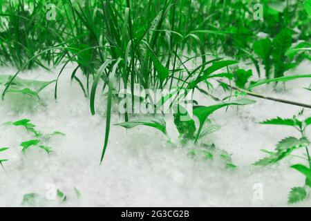 cottonwood Flusen liegt in einer dicken Schicht auf dem Rasen zwischen dem Gras Nahaufnahme Stockfoto