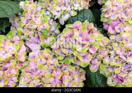 Ziersträucher aus rosa und grünen Hortensien und Petunien in großen Außentöpfen Stockfoto