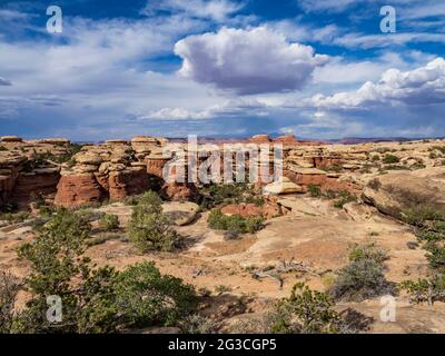 Nadelformationen entlang des „The Kepler Park Trail“, des „Needles District“, des Canyonlands National Park, Utah. Stockfoto