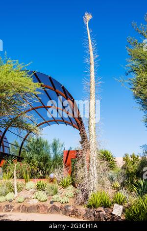 Desert Botanical Garden - Pflanzen & Skulpturen - Boojum Tree Stockfoto