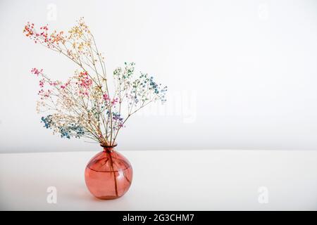 Bunte Gypsophila Blumen in rosa Vase auf weißem Hintergrund mit Kopierfläche. Blühender getrockneter Blumenstrauß vor der weißen Wand. Stockfoto
