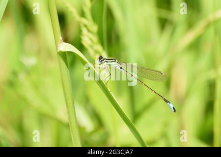 Die Blauschwanzdamselfly ruht auf einer Grashalme. Hertfordshire, England, Großbritannien. Stockfoto