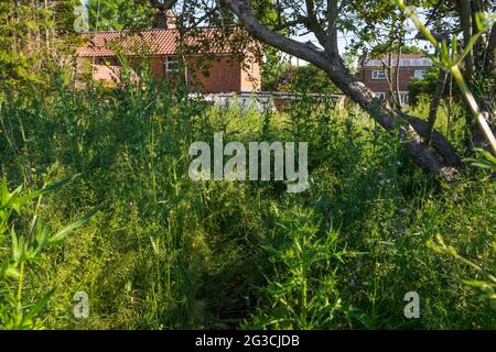 Ein vernachlässigter und mit Unkräutern überwucherter Garten. England, Großbritannien. Stockfoto