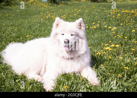 Ein weißer, flauschiger Samoyed Hund liegt auf dem Rasen mit Eselungen. Stockfoto