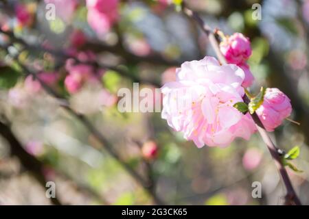 Frühling rosa blühende Mandel im Garten, Prunus triloba Stockfoto