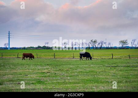 Im Frühjahr weiden zwei Rinder auf einer grassyj Weide, umgeben von einem Stacheldrahtzaun in Kansas, USA. Stockfoto