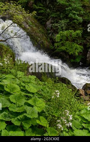 Vertikale Aufnahme des schönen Triberg-Wasserfalls im Schwarzwald, aufgenommen in Deutschland Stockfoto