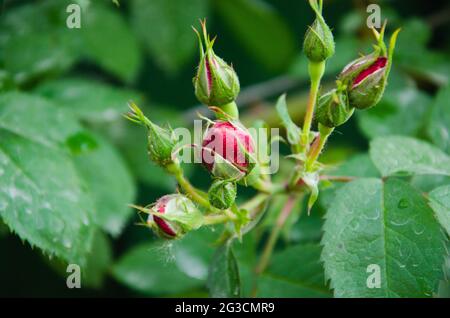 Rote Rosenblüte im Garten nach dem Regen. Junge Knospe einer roten Rose auf einem Stamm. Pflege von Gartenrosen Büschen. Blühende Gartenrosen und Knospen. Stockfoto