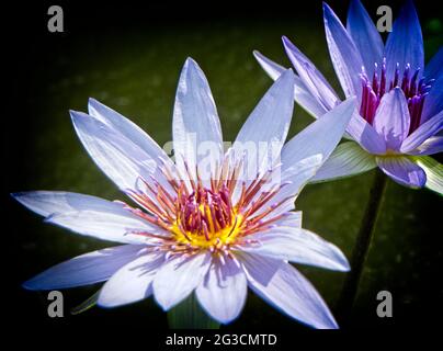 Auftauchende Vegetation Calgary Zoo Alberta Stockfoto