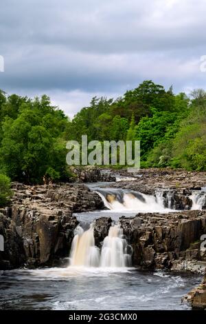 Low Force Wasserfall unter den Bäumen am Fluss Tees in den North Pennines, County Durham, England Stockfoto