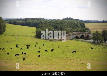 Aberdeen Angus Beef Castle grast die Weide auf dem Gelände des Castle Howard Anwesens in North Yorkshire. Fünf Generationen der Familie Fargher Stockfoto