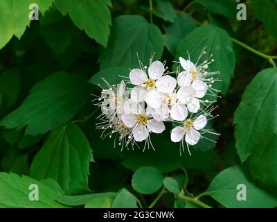 Weiße Blüten des blühenden Spirea chamaedryfolia Busches, Nahaufnahme. Frühling. Stockfoto