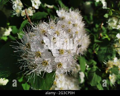Weiße Blüten des blühenden Spirea chamaedryfolia Busches, Nahaufnahme. Frühling. Stockfoto