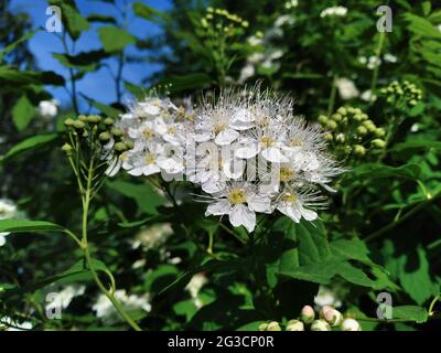 Weiße Blüten des blühenden Spirea chamaedryfolia Busches, Nahaufnahme. Frühling. Stockfoto