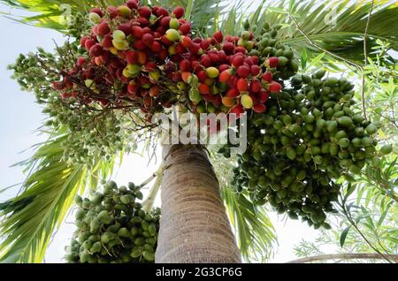 Trauben Von Palmenfrüchten Zu Weihnachten Stockfoto