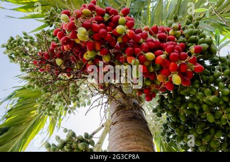 Nahaufnahme Der Adonidia Merrillii Palmenfrüchte Stockfoto