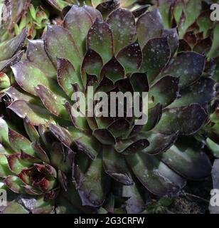 Eine Gruppe von Sempervivum albidum, Hühnern und Küken, Sukkulenten, die in einem Steingarten in Wisconsin wachsen Stockfoto