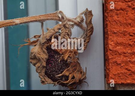 Ein getrockneter Sonnenblumenkopf mit noch intakten Samen, der an einer roten Ziegelwand entlang einer weißen Kunststoffverkleidung ruht. Stockfoto