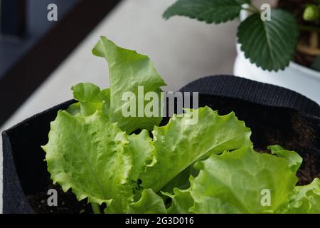 Junger, grüner Grand Rapids loser Blattsalat, der in einem Filzblumentopf neben einer Erdbeerpflanze und einem Zaun auf grauem Grund gepflanzt wurde. Stockfoto